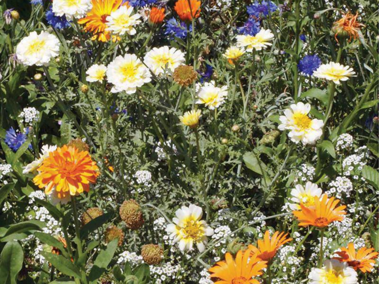 Schoepp Seeds - Pumpkin