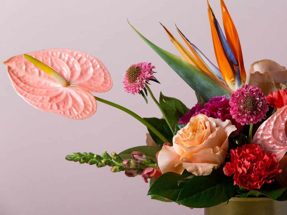 Tropical Designers Choice