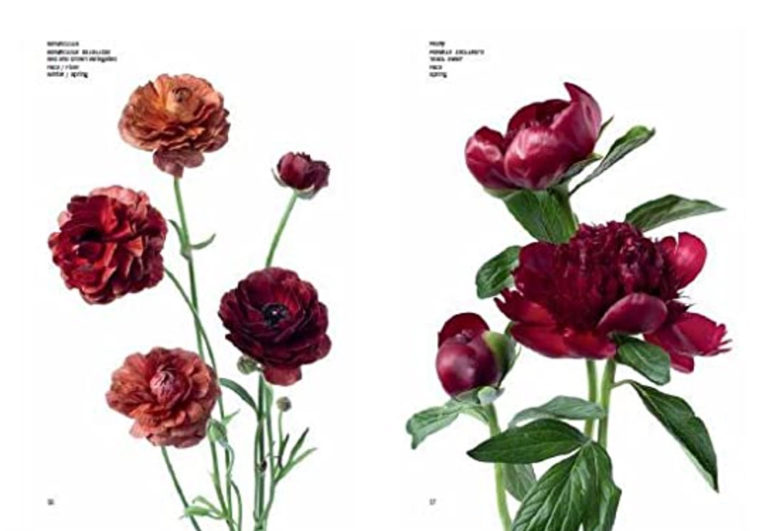 Flower Color Guide